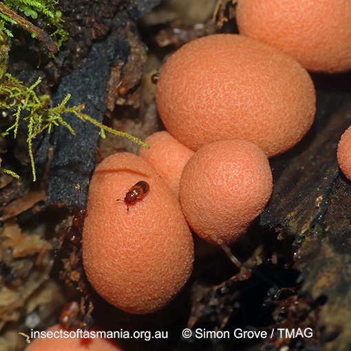 Species image
