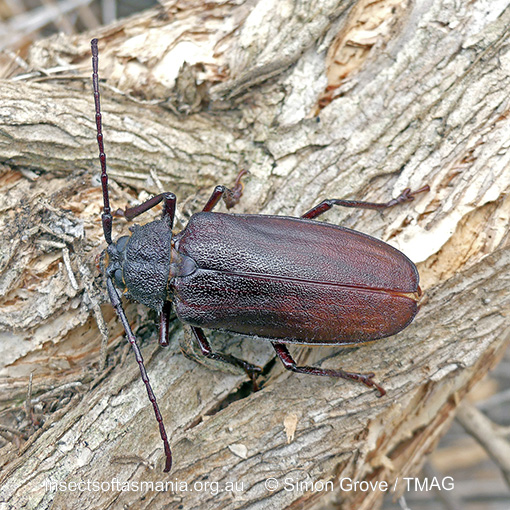 Paroplites australis