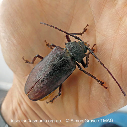 Paroplites australis