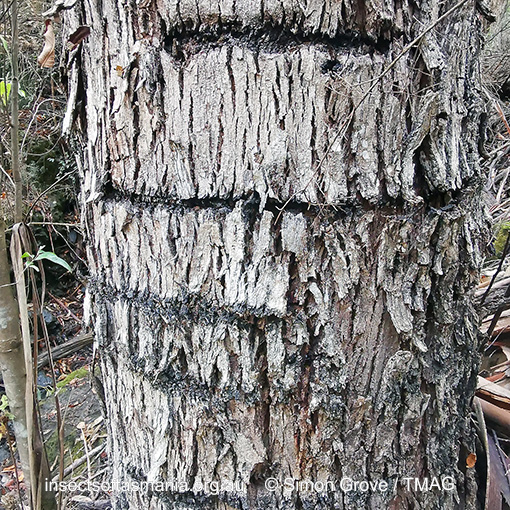 Species image