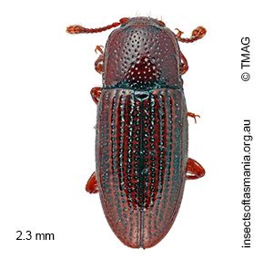 Philothermus nitidus
