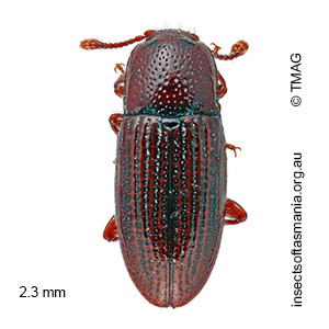 Philothermus nitidus