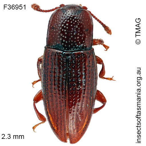 Species image