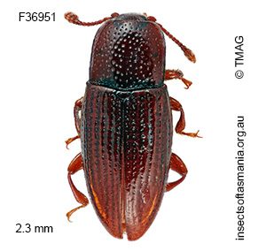 Philothermus tasmanicus
