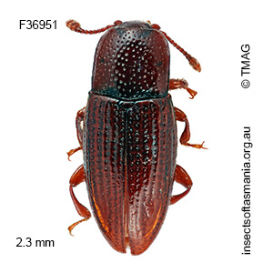Philothermus tasmanicus