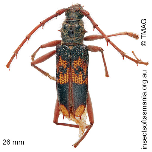 Species image