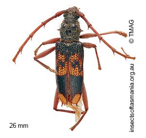 Phoracantha semipunctata