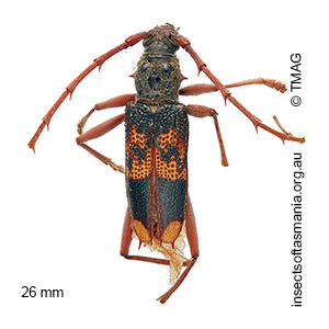 Phoracantha semipunctata