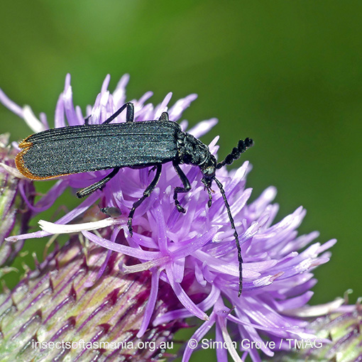 Species image