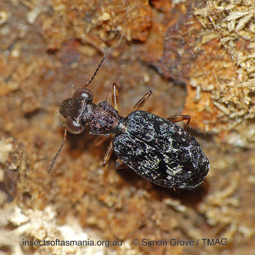 Species image