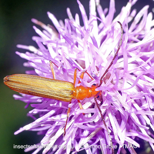 Species image