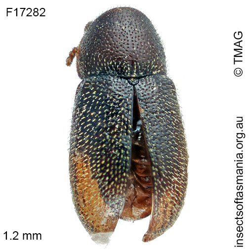Species image
