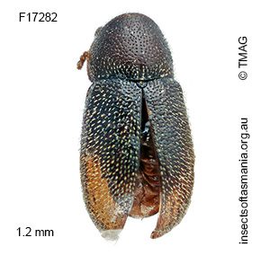 Cis recurvatus