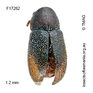 Cis recurvatus