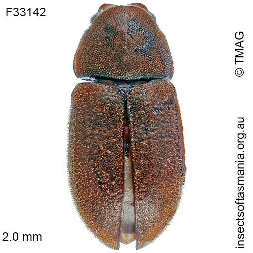 Species image