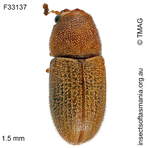 Species image