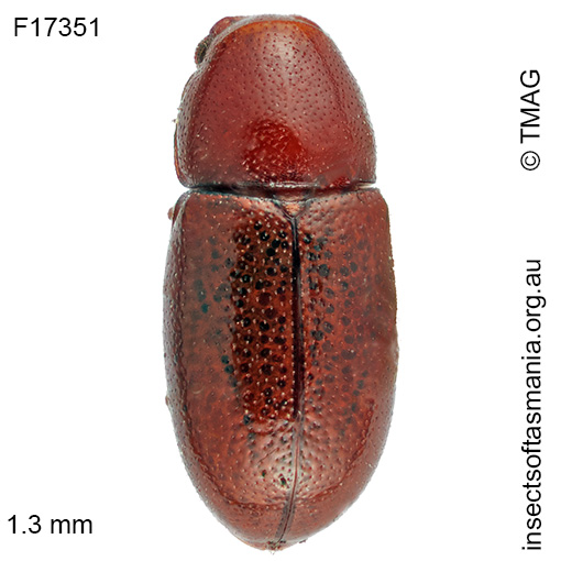 Species image