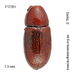 Cis victoriae