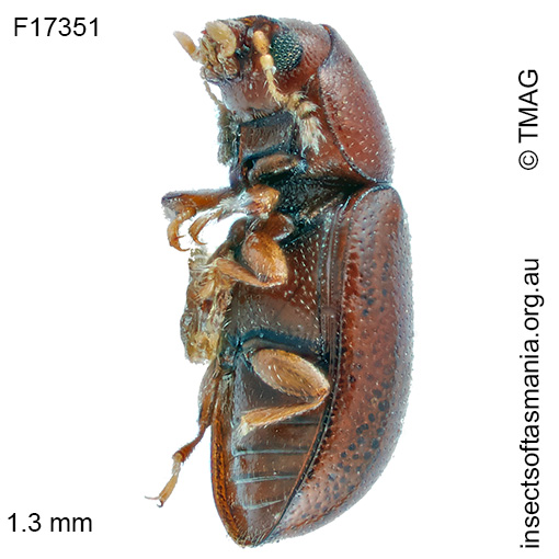 Species image