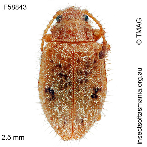 Species image