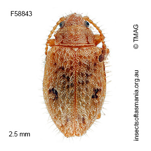 Daulis cimicoides