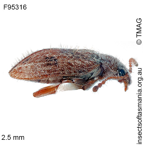 Species image