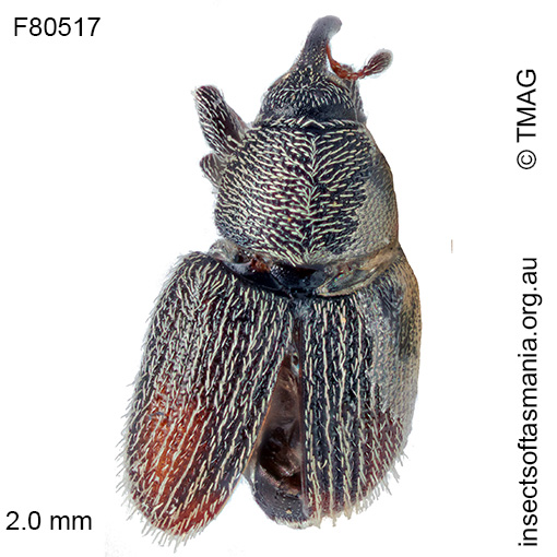 Species image