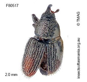 Mecinus pascuorum