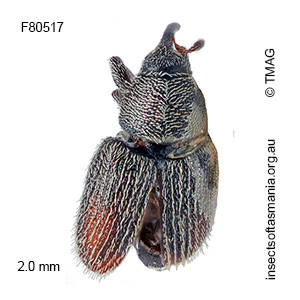 Mecinus pascuorum