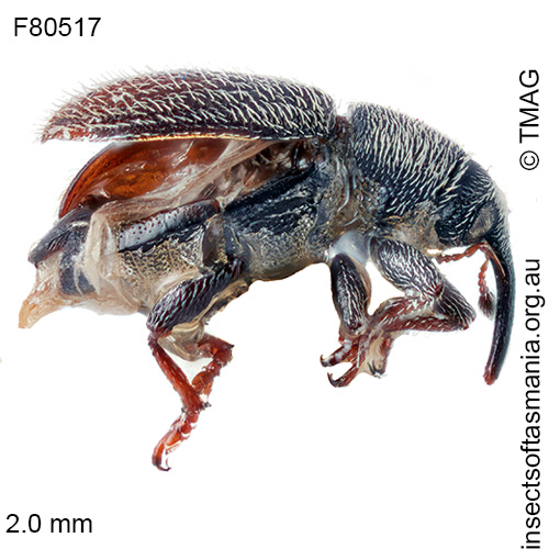 Species image