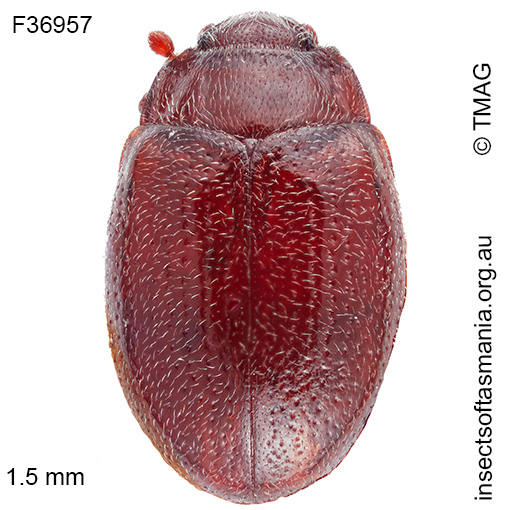 Species image