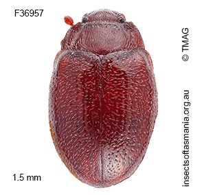 Murmidius ovalis
