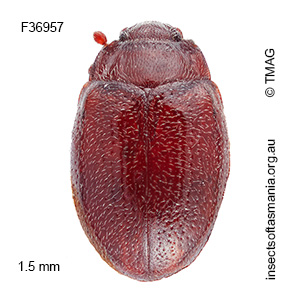 Murmidius ovalis
