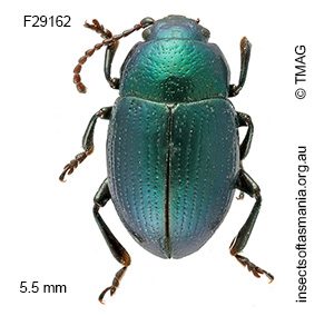 Palaeomela cribricollis