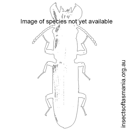Species image