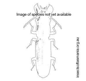 Dryocora walkeri