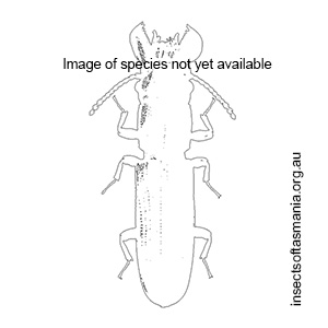 Dryocora walkeri