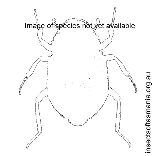 Species image
