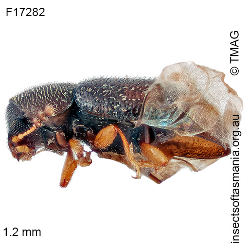Species image