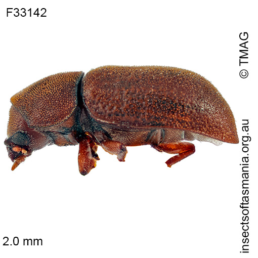 Species image