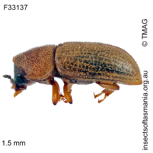 Species image