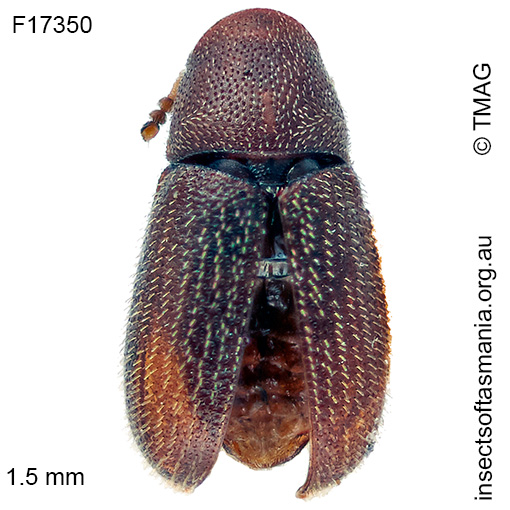 Species image