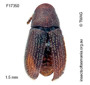 Cis walkeri