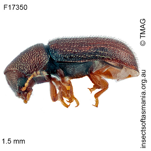 Species image