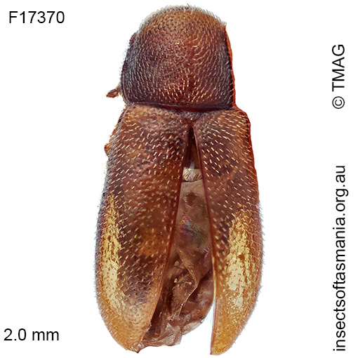 Species image