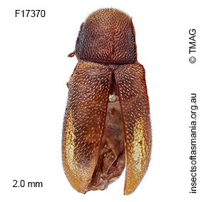 Glyphidope variabilis