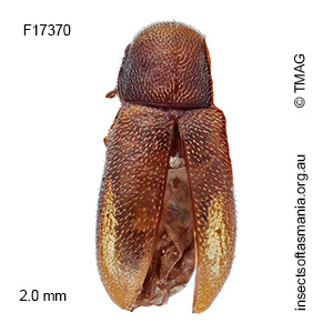 Glyphidope variabilis