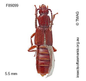 Homalotrichus TFIC sp 01