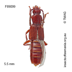 Homalotrichus TFIC sp 01
