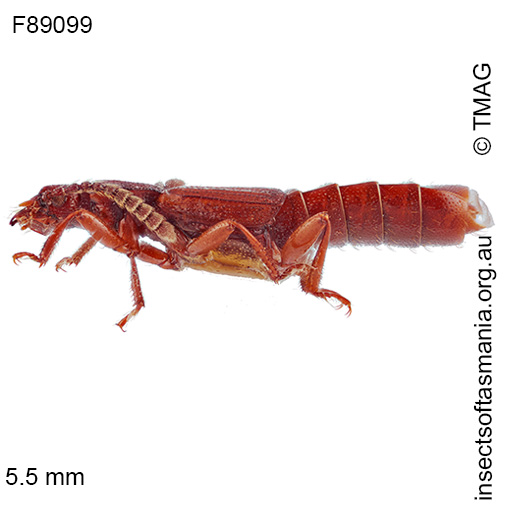 Species image